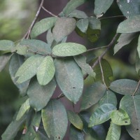 Ficus drupacea Thunb.